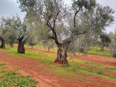 OPG Gojtan, šampion Noćnjaka