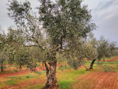 OPG Gojtan, šampion Noćnjaka