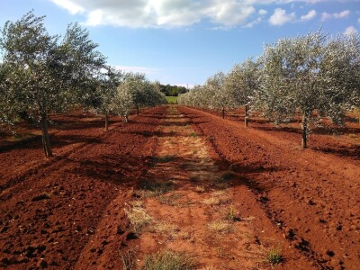 OPG Gojtan, šampion Noćnjaka