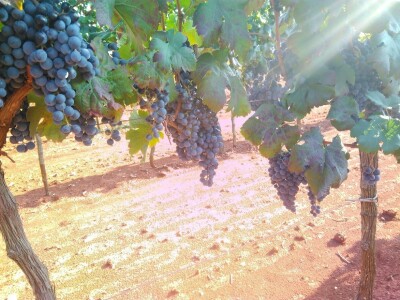 OPG Gojtan, šampion Noćnjaka