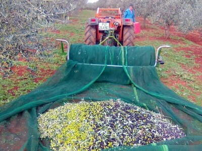 OPG Gojtan, šampion Noćnjaka