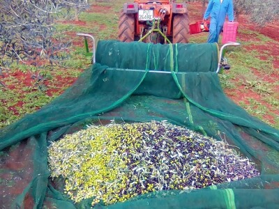 OPG Gojtan, šampion Noćnjaka