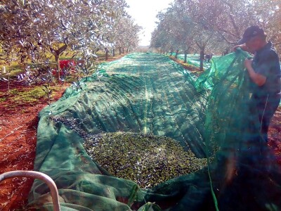 OPG Gojtan, šampion Noćnjaka