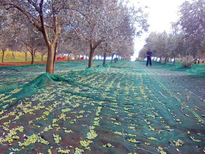 OPG Gojtan, šampion Noćnjaka