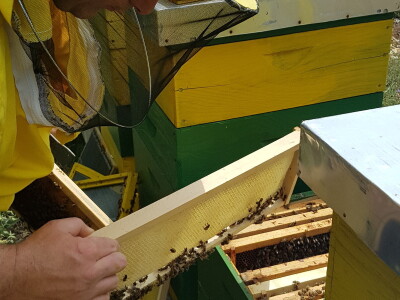 OPG Goran Milošević