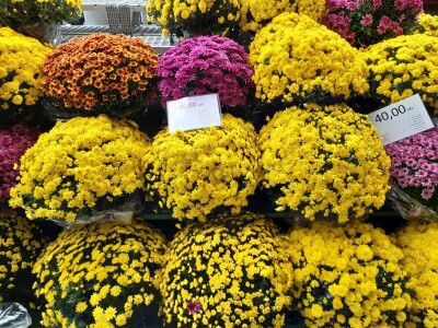 OPG Grabrović OPG Grabrović