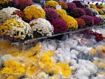 OPG Grabrović OPG Grabrović