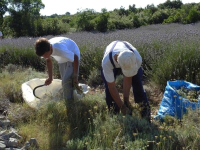 OPG Grgo Lučić OPG Grgo Lučić
