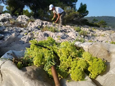 OPG Grgo Lučić OPG Grgo Lučić