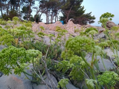 OPG Grgo Lučić OPG Grgo Lučić