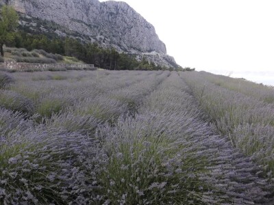 OPG Grgo Lučić OPG Grgo Lučić