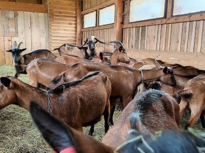 OPG HERCEG SIRANA JAGARKA