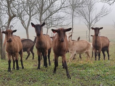 OPG HERCEG SIRANA JAGARKA