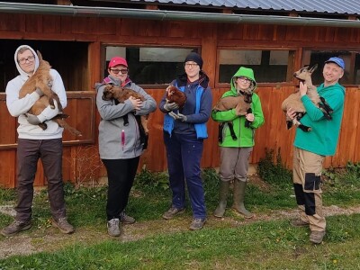 OPG HERCEG SIRANA JAGARKA