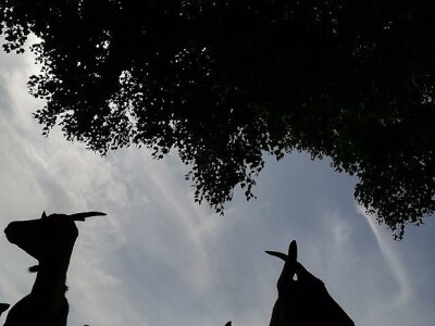 OPG HERCEG SIRANA JAGARKA