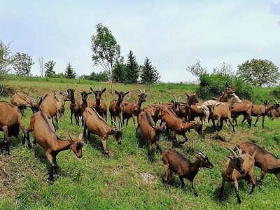 OPG HERCEG SIRANA JAGARKA