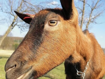 OPG HERCEG SIRANA JAGARKA