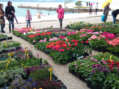 Redovito izlažu na sajmovima cvijeća