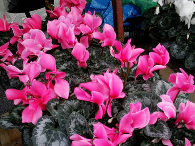 Ciklame u posebnoj boji