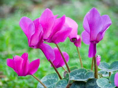 Prirodna cvjetna razglednica