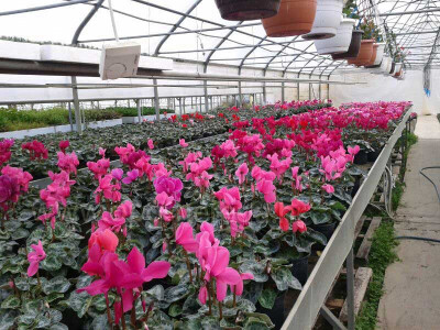 Velika briga vodi se o cvijeću