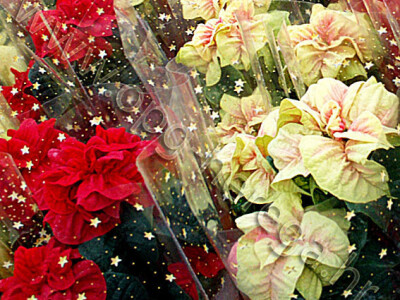 Crvena ili bež -koja je vaša boja?