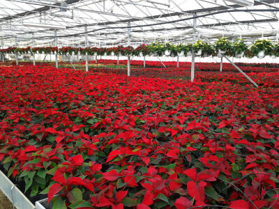 Božićne zvijezde u boji Božića