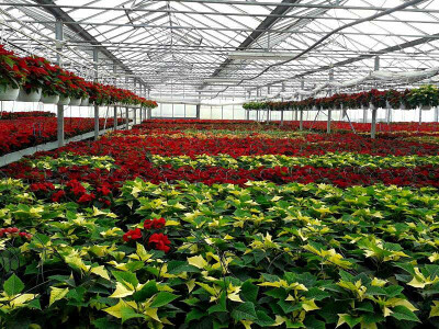 Božićne zvijezde su mnogima omiljena biljka