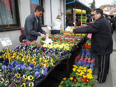 Svi rado kupuju cvijeće kod OPG-a Herega
