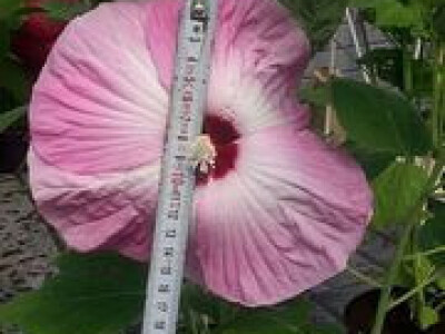 Dokaz lijepog velikog cvijeta