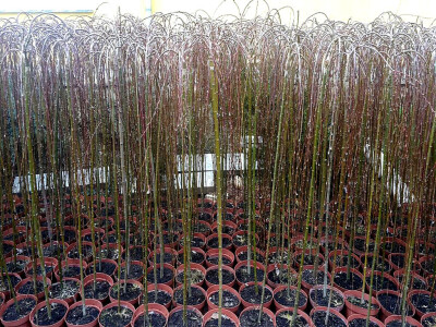 neke biljke samouvjereno idu u visinu