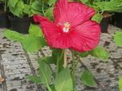 neobičan i atraktivan oblik cvijeta