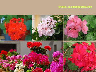 Pelarognije u svim bojama