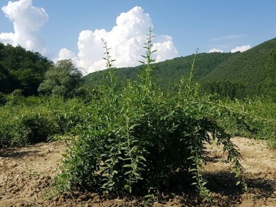 OPG Hero (goji bobice)