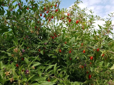 OPG Hero (goji bobice)