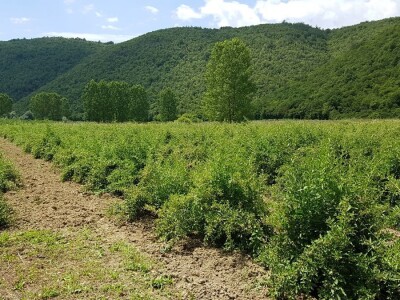 OPG Hero (goji bobice)