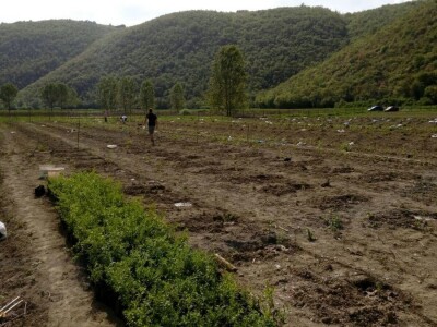 OPG Hero (goji bobice)