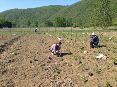 OPG Hero (goji bobice)