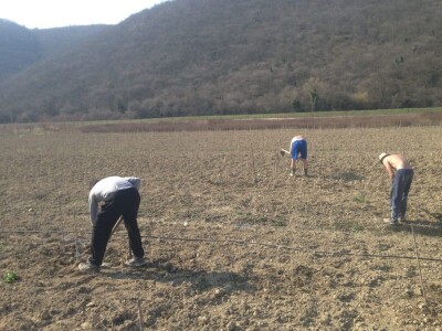 OPG Hero (goji bobice)