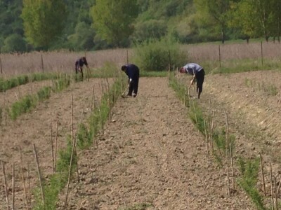 OPG Hero (goji bobice)