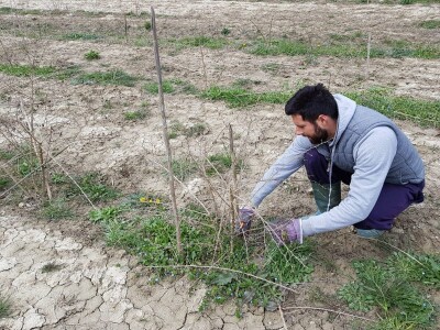 OPG Hero (goji bobice)