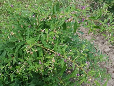 OPG Hero (goji bobice)