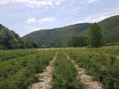 OPG Hero (goji bobice)