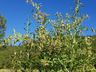 OPG Hero (goji bobice)