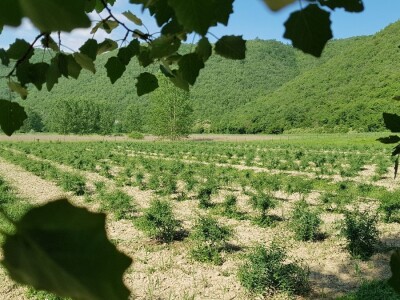 OPG Hero (goji bobice)