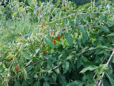 OPG Hero (goji bobice)