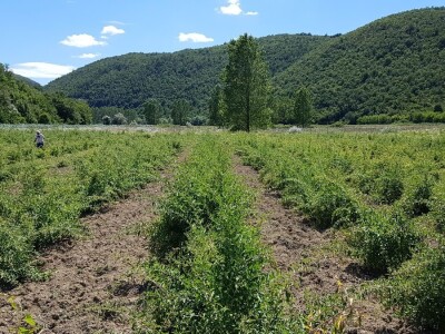 OPG Hero (goji bobice)