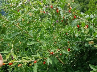 OPG Hero (goji bobice)