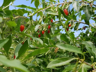 OPG Hero (goji bobice)