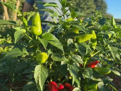 OPG Hey Chilli